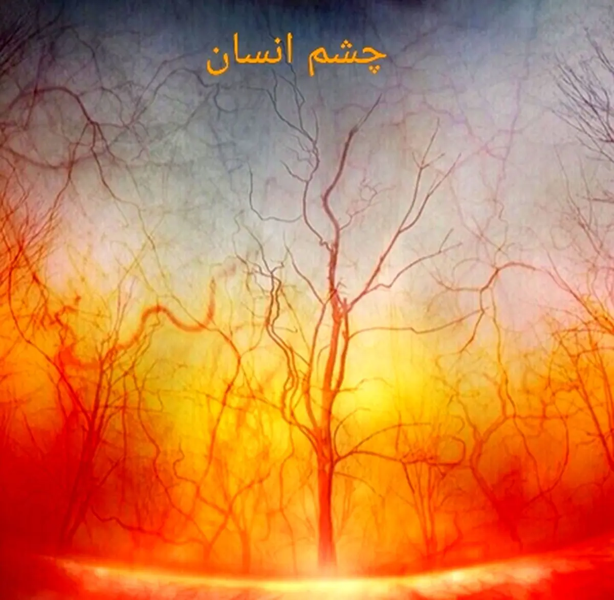 دنیا زیر میکروسکوپ چه شکلی است؟