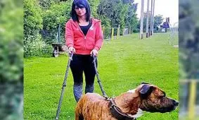 حمله وحشیانه سگ های شکاری به زن جوان در خیابان! / او ۳ ماه دیگر بچه به دنیا می‌آورد + عکس