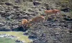 لحظه شکار آهو توسط مار پیتون حین آب خوردن + فیلم