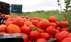 گوجه‌فرنگی تا ۱۰ روز دیگر ارزان می‌شود