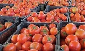 ادامه چالش گوجه‌فرنگی؛ این بار با افزایش قیمت!