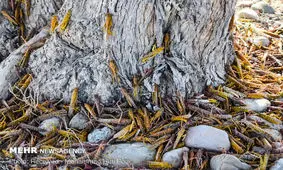 ۳۰ تیم در حال مبارزه با ملخ صحرایی در سیستان و بلوچستان هستند