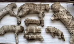 کشف شیر، تمساح، پرنده و گربه‌های مومیایی شده در نزدیکی اهرام مصر