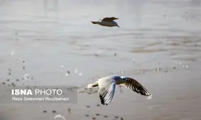 آغاز مهاجرت پرندگان مهاجر به میکروتالاب‌های پارک ملی دز