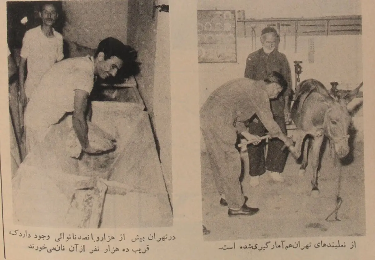 تهران ۱ میلیون و ۷۳۹ هزار و ۵۷۸ نفر جمعیت دارد/ در این شهر، ۲۱ پالان‌دوز و ۴۳ نعل‌بند مشغول خدمت‌اند