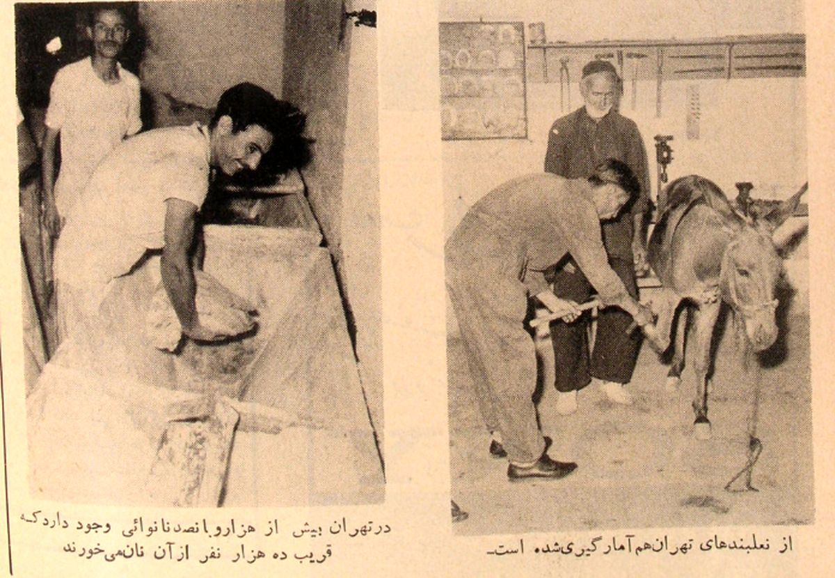 تهران ۱ میلیون و ۷۳۹ هزار و ۵۷۸ نفر جمعیت دارد/ در این شهر، ۲۱ پالاندوز و ۴۳ نعلبند مشغول خدمتاند