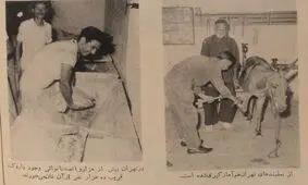 تهران ۱ میلیون و ۷۳۹ هزار و ۵۷۸ نفر جمعیت دارد/ در این شهر، ۲۱ پالان‌دوز و ۴۳ نعل‌بند مشغول خدمت‌اند