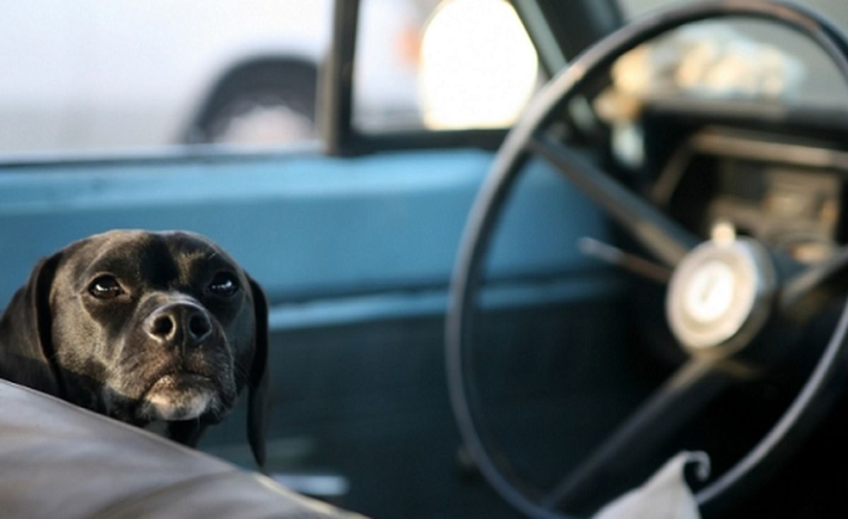 سرقت خودرو در فلوریدا توسط یک سگ!