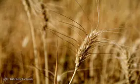 سطح زیر کشت گندم به ۶ میلیون هکتار می‌رسد