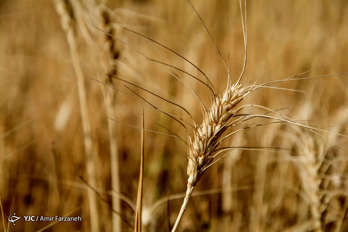 سطح زیر کشت گندم به ۶ میلیون هکتار می‌رسد