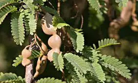 خواص شگفت‌انگیز تمر هندی