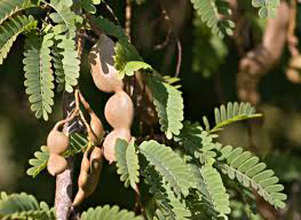 خواص شگفتانگیز تمر هندی