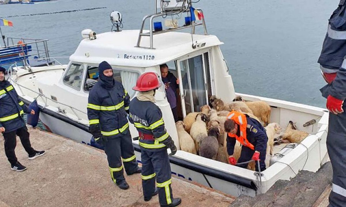 واژگونی کشتی حامل ۱۴ هزار راس گوسفند در آب‌های رومانی