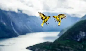 برندگان مسابقه عکاسی از طبیعت سال ۲۰۱۹