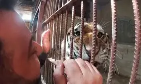 فیلم| شیرها و ببرها دوستان صمیمی مرد سوری در پناهگاه حیوانات