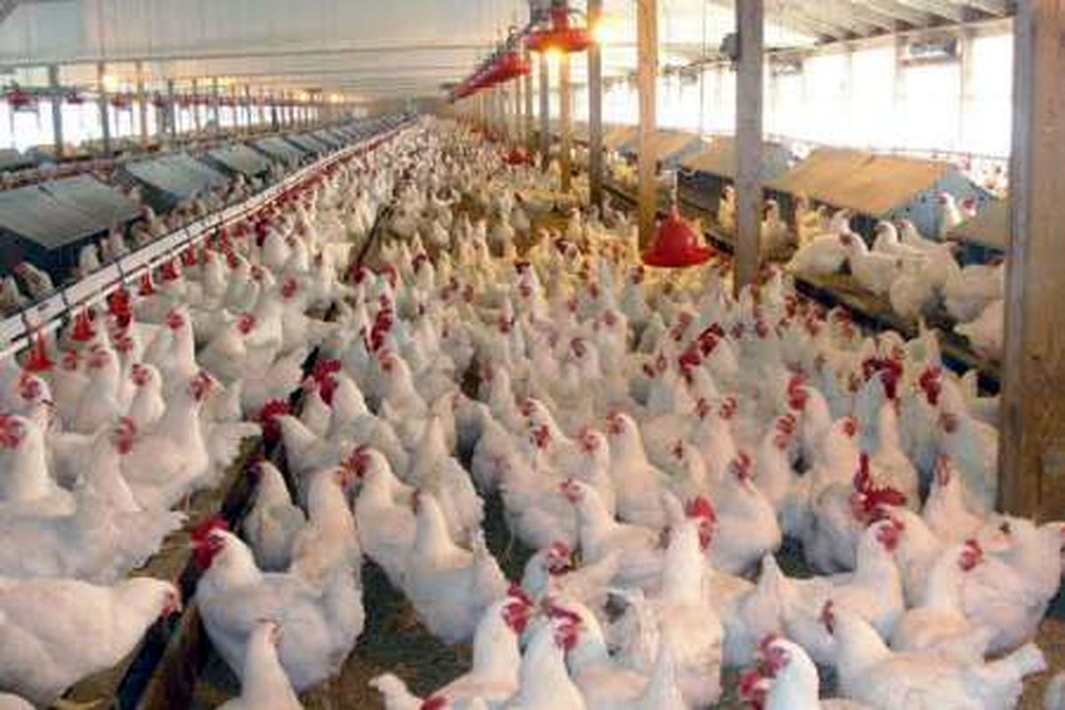 واردات مرغ، پرداخت یارانه به مرغدار خارجی است