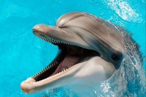 محققان آمریکایی دریافتند: اغلب دلفین‌ها راست دست هستند