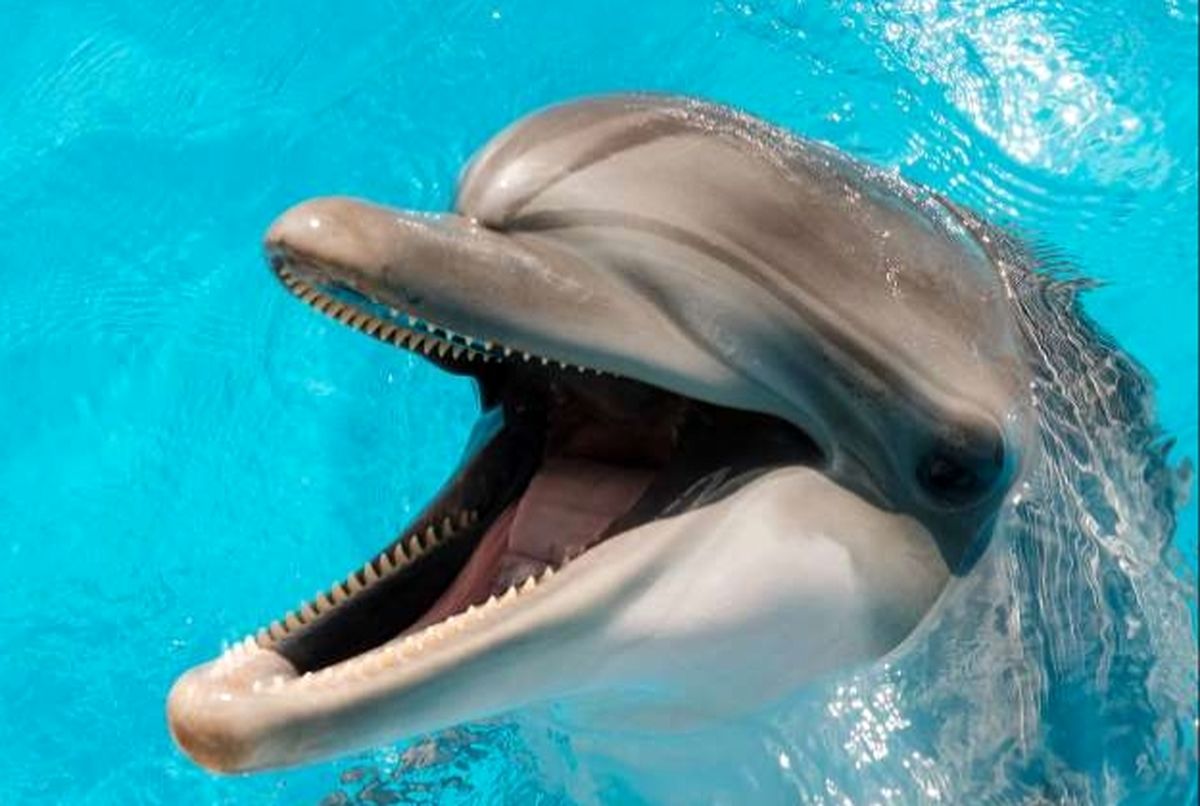 محققان آمریکایی دریافتند: اغلب دلفین‌ها راست دست هستند