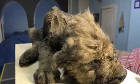 کشف جسد ۱۸ هزار ساله یک سگ+تصاویر