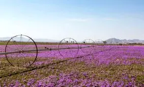 خرید حمایتی ۳۱ تن زعفران در خراسان رضوی