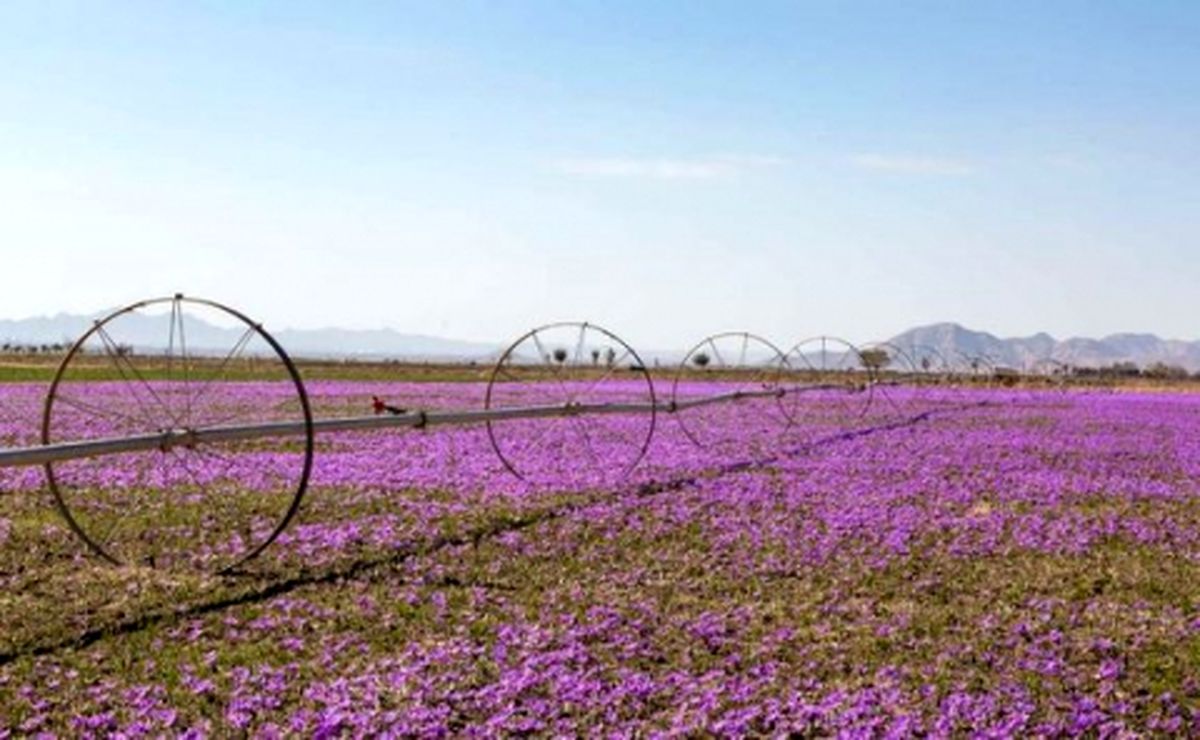 خرید حمایتی ۳۱ تن زعفران در خراسان رضوی