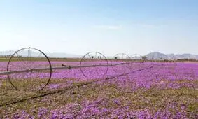 خرید حمایتی ۳۱ تن زعفران در خراسان رضوی
