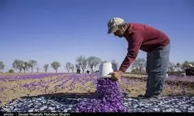 برآورد خسارت ۱۰۰ میلیارد ریالی به زعفران‌کاران گناباد