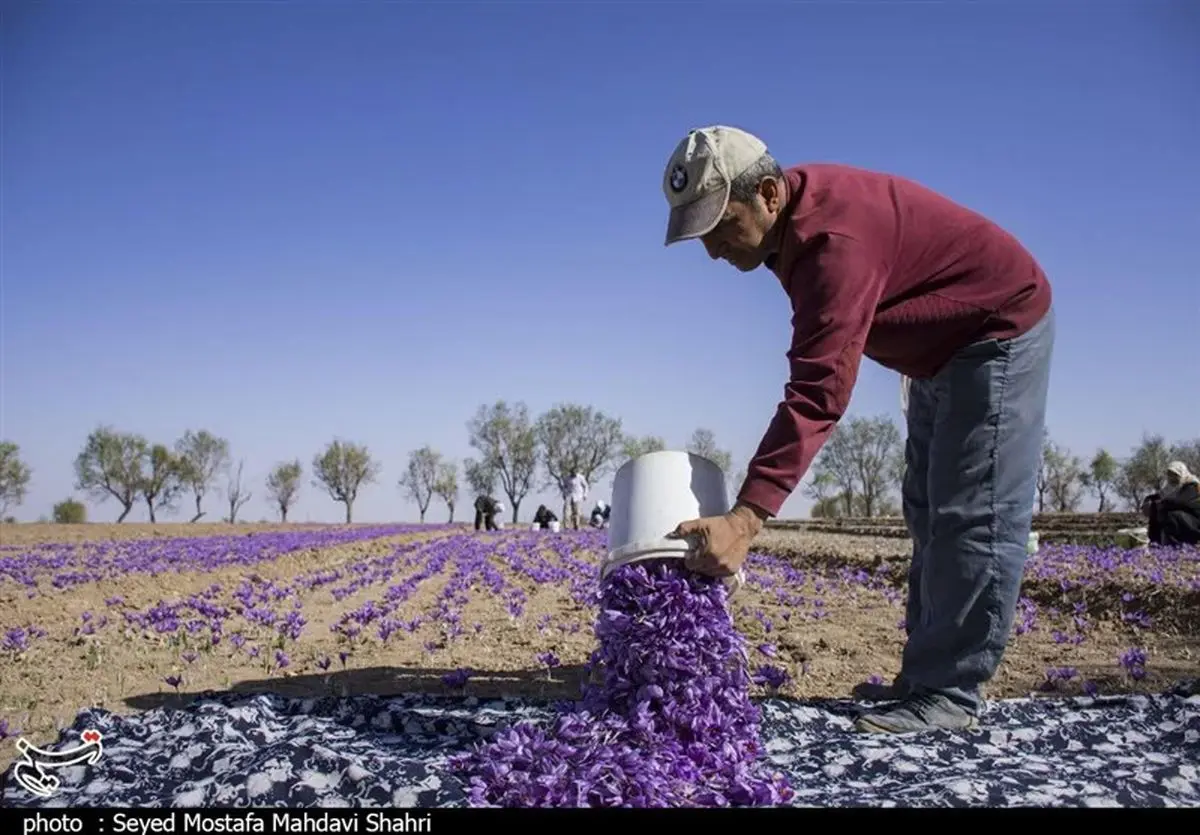 برآورد خسارت ۱۰۰ میلیارد ریالی به زعفران‌کاران گناباد