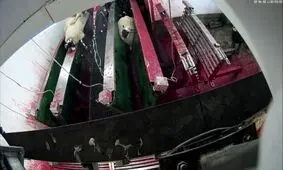 انتشار ویدئویی از آزار و اذیت گوسفندان در یک کشتارگاه حلال که خشم مردم را در پی داشت +فیلم و عکس (+14)