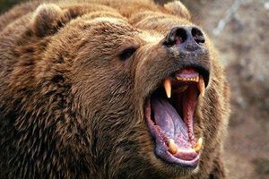 حمله خرس وحشی به پدر و پسری در سوادکوه