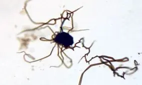 کمک فسیل‌های اشتباه به کشف حیات در مریخ!