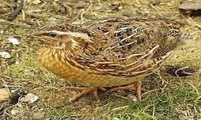 خواص گوشت بلدرچین