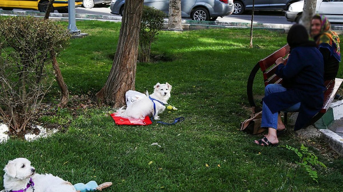سگگردانی ممنوع است