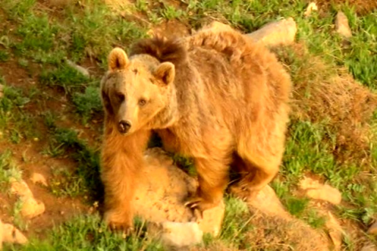 حمله خرس قهوه ای به یکی از اهالی کوهرنگ