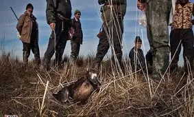 واکنش طیبه سیاوشی به نسل‌کشی پرندگان مهاجر در مازندران