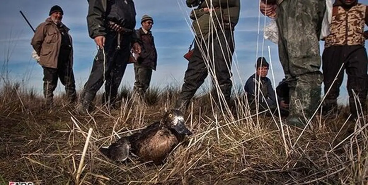 واکنش طیبه سیاوشی به نسل‌کشی پرندگان مهاجر در مازندران