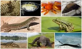 ماده‌هایی که بدون نیاز به نر بچه‌دار می‌شوند!