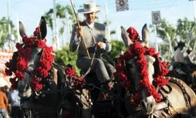 گردشگران چاق‌ در اسپانیا حق سواری با «تاکسی الاغ‌» را ندارند