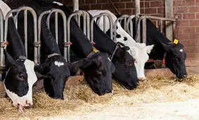 افت ۴۰ درصدی قیمت دام سنگین در بازار/ قیمت گوشت تطابقی با نرخ دام زنده ندارد