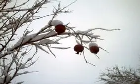 جهاد کشاورزی نسبت به افت شدید دما به کشاورزان خراسان رضوی هشدار داد