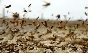 پیش‌بینی ورود ملخ ها به ۱۰ استان