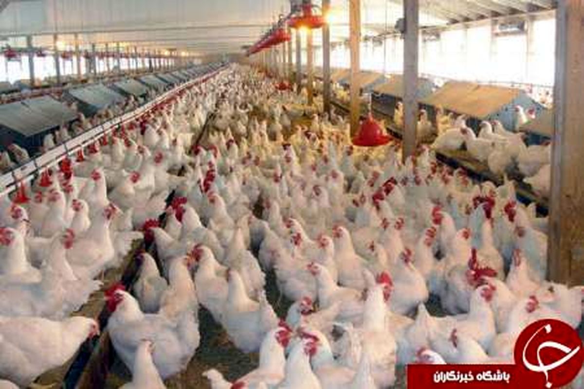 استمرار ثبات نرخ مرغ در بازار/ قیمت مرغ به ۱۲ هزار و ۴۰۰ تومان رسید