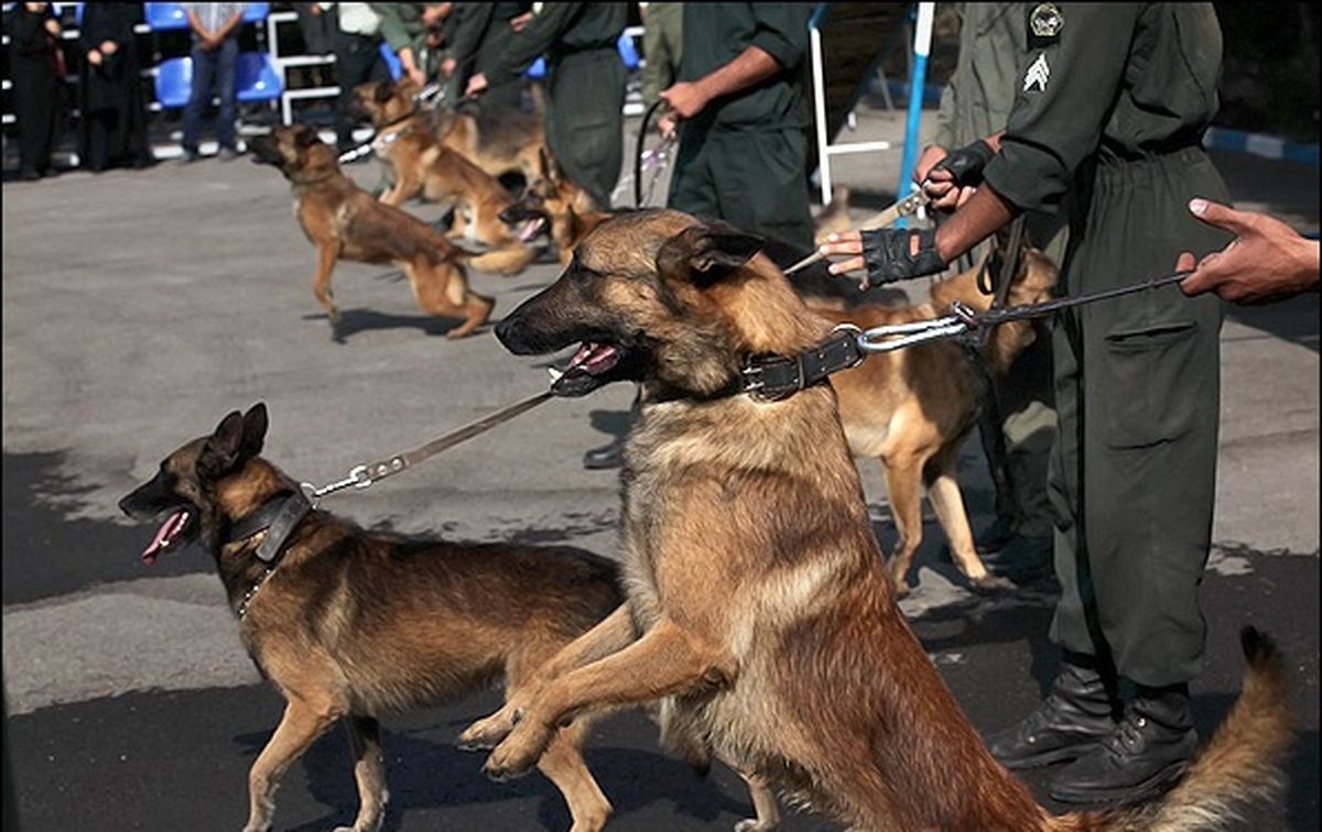 تجهیز پلیس فرودگاه‌های کشور به اکیپ سگ‌های موادیاب