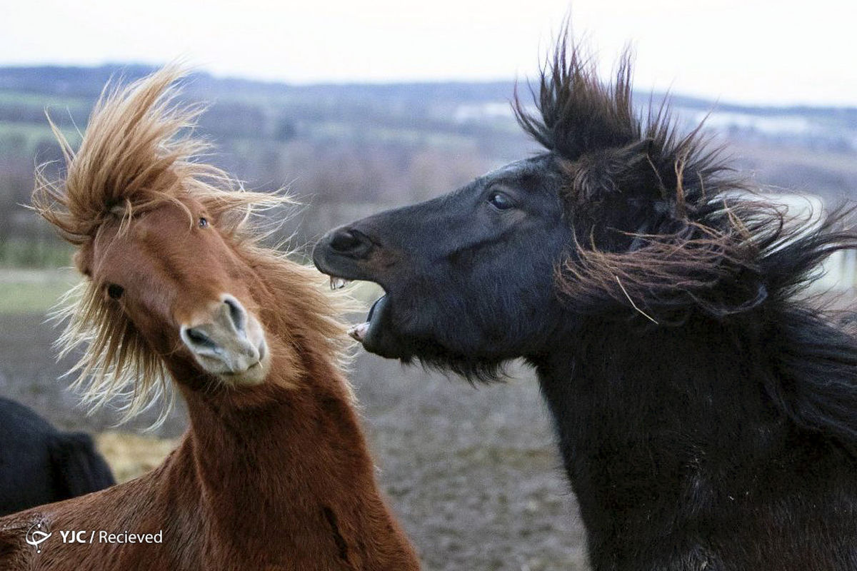 اسب‌های ایسلندی+ عکس