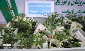 مجازات افرادی که «گل» می‌کارند چیست؟