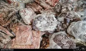 تهیه "همبرگر" مغازه ساندویچی از ضایعات گوسفندی!