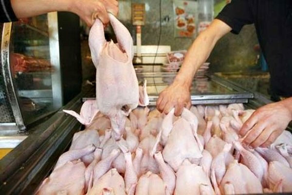 هر کیلو مرغ در خرده فروشی‌ها ۱۲ هزار و ۵۰۰ تومان/ثبات قیمت نهاده های دامی در بازار ادامه دار شد