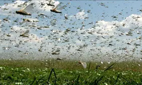  حمله دستجات بزرگ ملخ‌ها به ایران تا ۳ روز آینده / جنوب استان کرمان و منطقه جازموریان مورد حمله قرار می‌گیرد