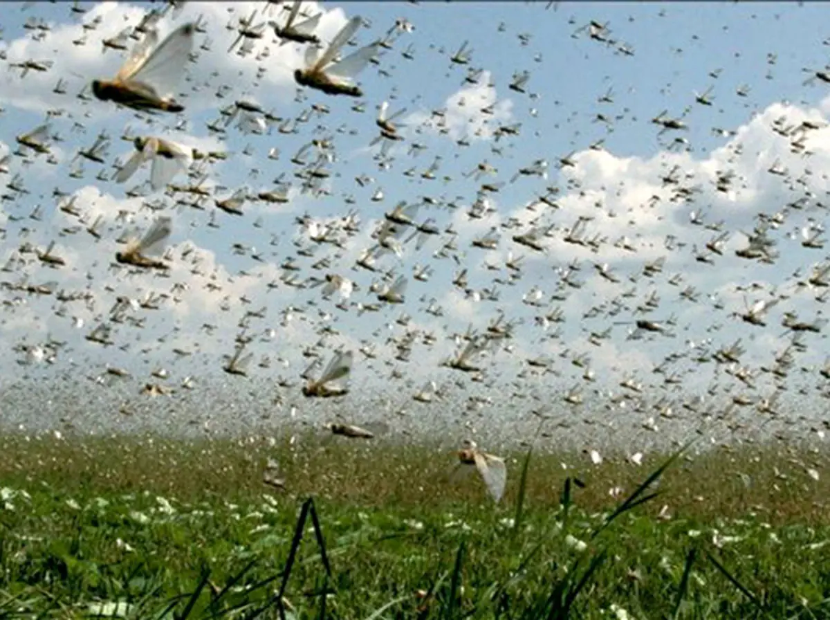  حمله دستجات بزرگ ملخ‌ها به ایران تا ۳ روز آینده / جنوب استان کرمان و منطقه جازموریان مورد حمله قرار می‌گیرد