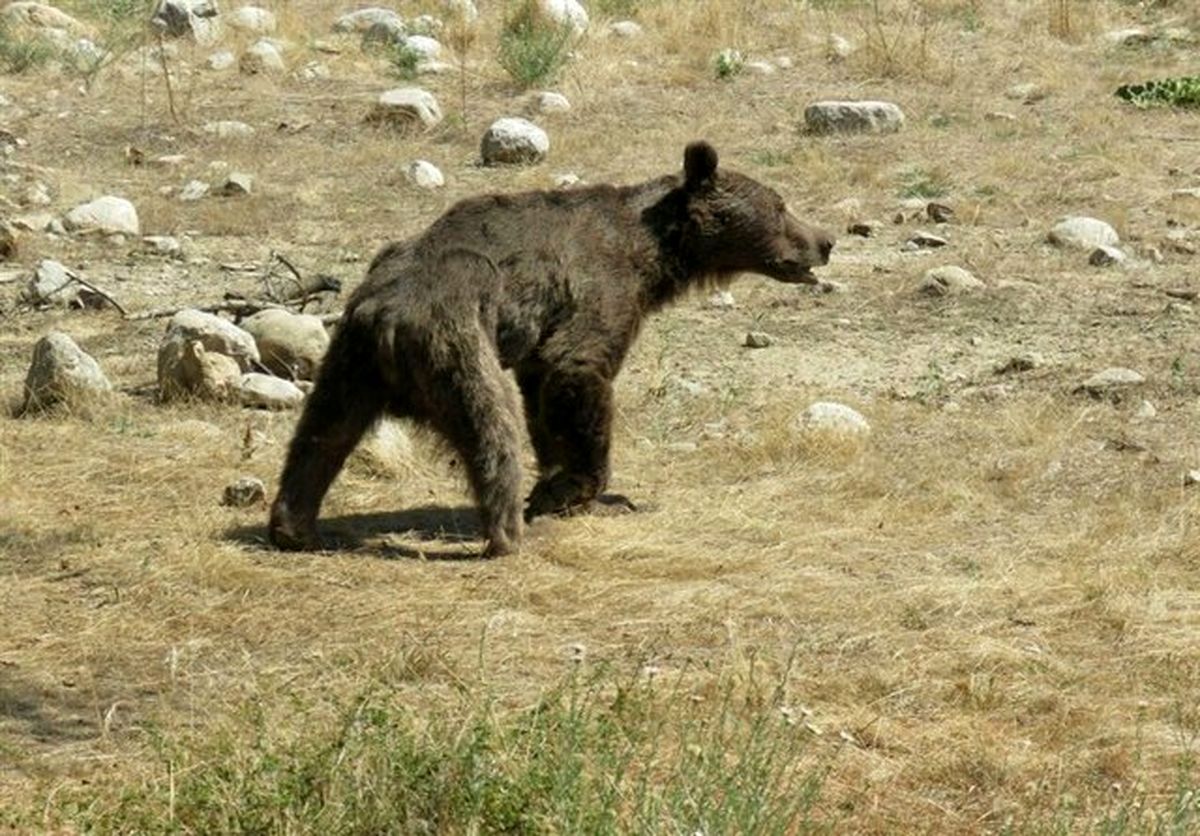 جزئیات ماجرای کشتن توله خرس در سوادکوه